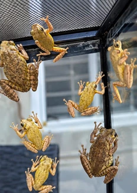 Invasive Cuban treefrogs clinging to the glass of a patio enclosure in South Florida